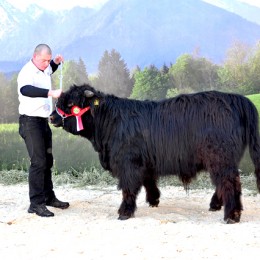 Pedro holt Gruppensieg bei der Fleischrindermesse 2013 in St. Donat