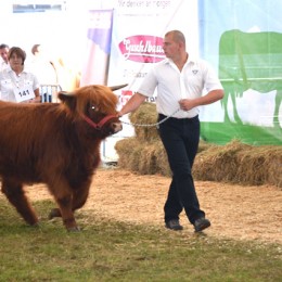 Bundesfleischrinder Messe Ried 2013